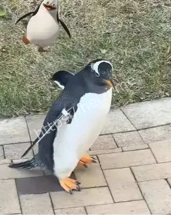 哈尔滨小区遛企鹅视频